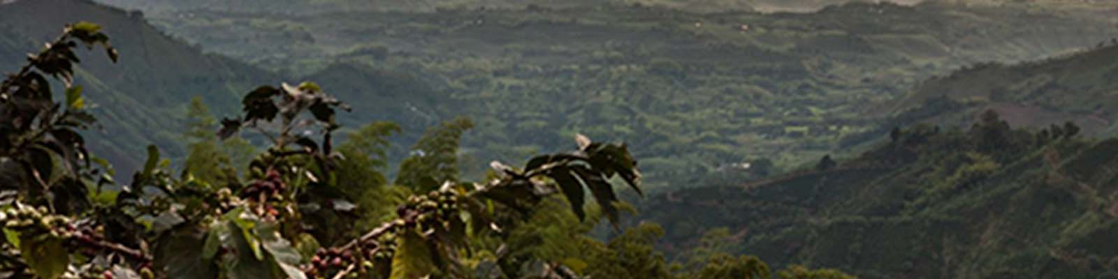 Un cultivo de café orgánico con montañas de fondo