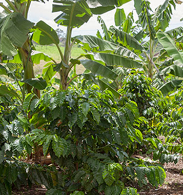 Un cultivo de café orgánico con palmeras de fondo