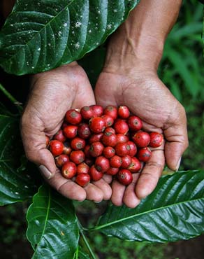 Granos para preparar el café orgánico Lungo Colombia de NESCAFÉ® Dolce Gusto®