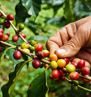 Una persona recogiendo café orgánico del cultivo 