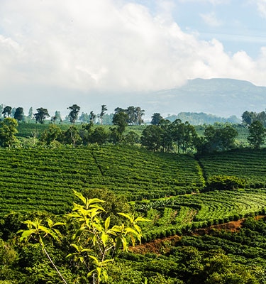 Una tierra donde se cultiva café orgánico con un paisaje de fondo